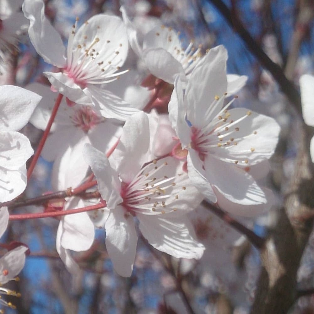 Cherry Plum Flower Essence ~ I allow calmness | Saskia's Flower Essences